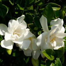 Jubilation Gardenia-White Fragrant Flowers-Evergreen Shrub   555106100